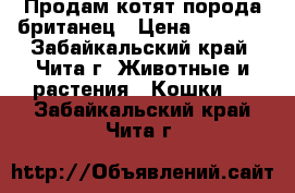 Продам котят порода британец › Цена ­ 3 500 - Забайкальский край, Чита г. Животные и растения » Кошки   . Забайкальский край,Чита г.